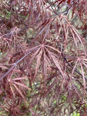 Acer palmatum