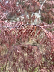 Acer palmatum
