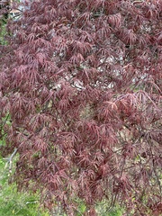Acer palmatum