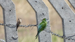 Merops persicus