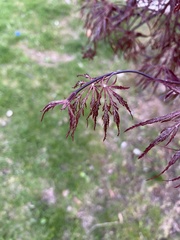 Acer palmatum