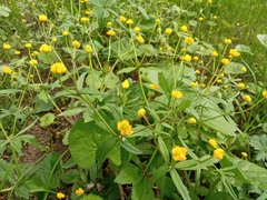 Ranunculus cassubicus