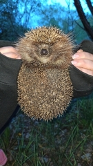 Erinaceus roumanicus