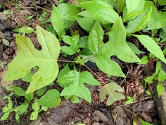 Liriodendron chinense