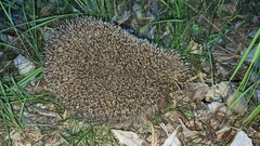 Erinaceus roumanicus