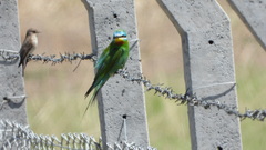 Merops persicus