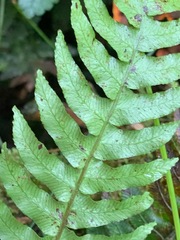 Blechnum chambersii