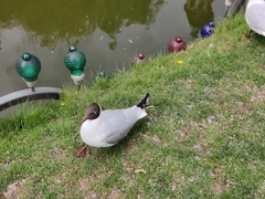 Chroicocephalus ridibundus