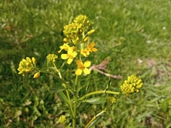 Barbarea vulgaris