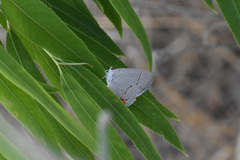 Strymon melinus franki