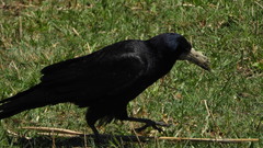 Corvus frugilegus