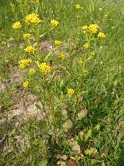 Barbarea vulgaris