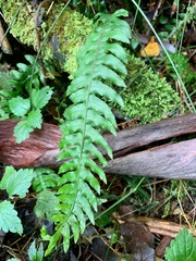 Blechnum chambersii
