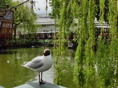 Chroicocephalus ridibundus