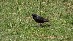 Sturnus vulgaris