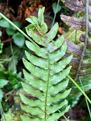 Blechnum chambersii