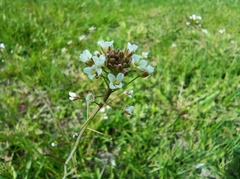 Capsella bursa-pastoris