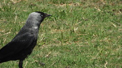 Corvus monedula