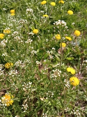 Capsella bursa-pastoris