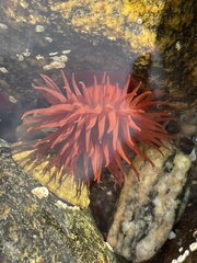 Actinia equina