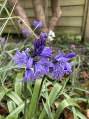 Hyacinthoides