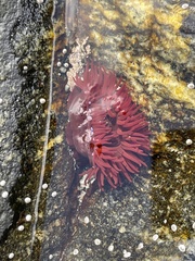 Actinia equina