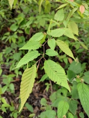 Carpinus turczaninovii
