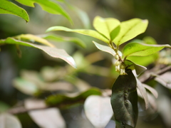 Diospyros angustifolia