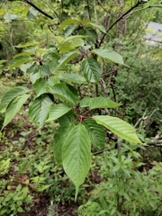 Prunus conradinae