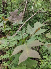 Liriodendron chinense