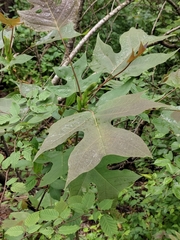 Liriodendron chinense