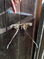 Copiopteryx