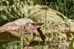 Phyciodes phaon phaon
