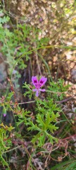 Pelargonium scabroide