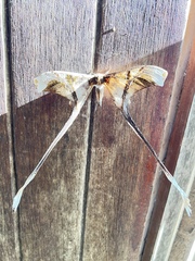 Copiopteryx