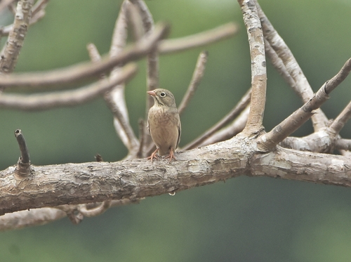 Grey-necked Bunting (Emberiza buchanani), photo 7