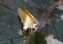 Thymelicus sylvestris