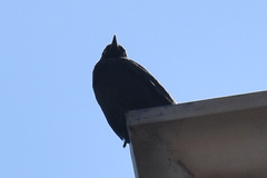 Corvus monedula