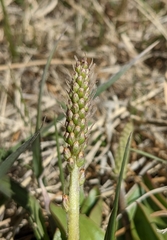 Plantago eriopoda