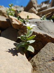 Stellaria americana