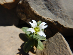 Stellaria americana