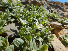 Stellaria americana