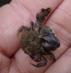 Lophopanopeus bellus