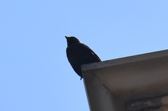 Corvus monedula