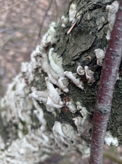 Fungi