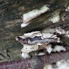 Fungi