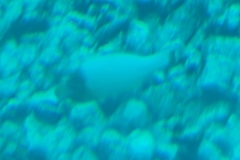 Cetoscarus bicolor