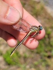 Phanogomphus hodgesi