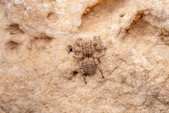 Aelurillus v-insignitus