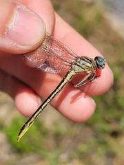 Phanogomphus hodgesi